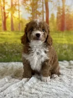 Max, a male Miniature Goldendoodle for sale in Grabill, IN – 2 of 7