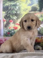 Pilot, a male Golden Retriever for sale in Grabill, IN – 5 of 6