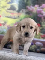 Pearl, a female Golden Retriever for sale in Grabill, IN – 2 of 6
