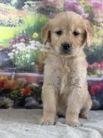 Penn, a male Golden Retriever for sale in Grabill, IN – 5 of 6