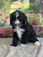Bailey, a female Miniature Bernedoodle for sale in Grabill, IN – 3 of 6