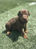 Luna, a female Doberman Pinscher for sale in Grabill, IN – 2 of 5