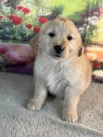 Nick, a male Golden Retriever for sale in Grabill, IN – 5 of 5