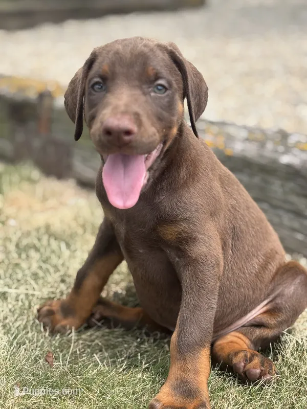 Athena – Doberman Pinscher puppy for sale in Grabill, IN