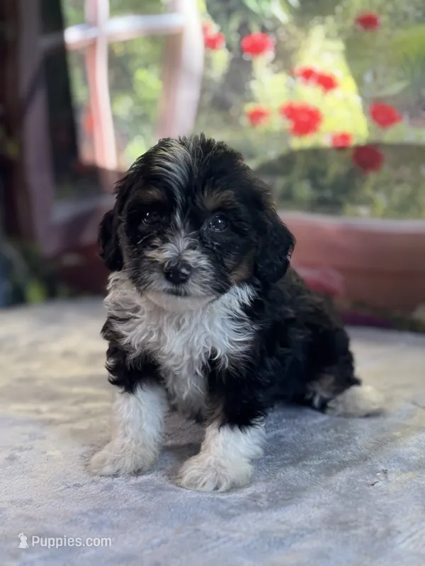 Jax – Bernese Mountain Dog, Poodle - Miniature  puppy for sale in Grabill, IN