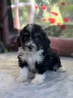 Jax, a male Bernese Mountain Dog and Poodle - Miniature  for sale in Grabill, IN – 1 of 3