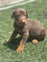 Diesel, a male Doberman Pinscher for sale in Grabill, IN – 2 of 5