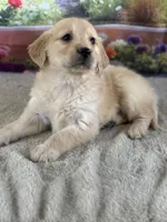 Pepper, a female Golden Retriever for sale in Grabill, IN – 5 of 6