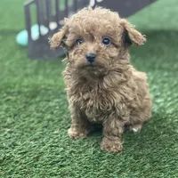 Frida, a female Goldendoodle for sale in Grabill, IN – Photo 1 of 2