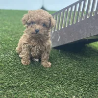 Frida, a female Goldendoodle for sale in Grabill, IN – Photo 2 of 2
