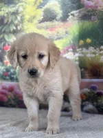 Poppy, a female Golden Retriever for sale in Grabill, IN – 5 of 6
