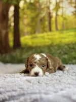 Max, a male Miniature Goldendoodle for sale in Grabill, IN – 6 of 7