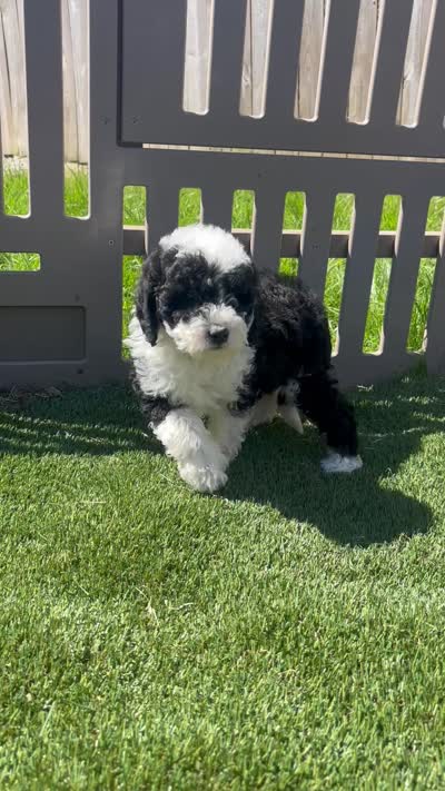 Bronco, a male Miniature Bernedoodle for sale in Grabill, IN – 6 of 6