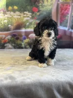 Jolly, a female Bernese Mountain Dog and Poodle - Miniature  for sale in Grabill, IN – 3 of 3