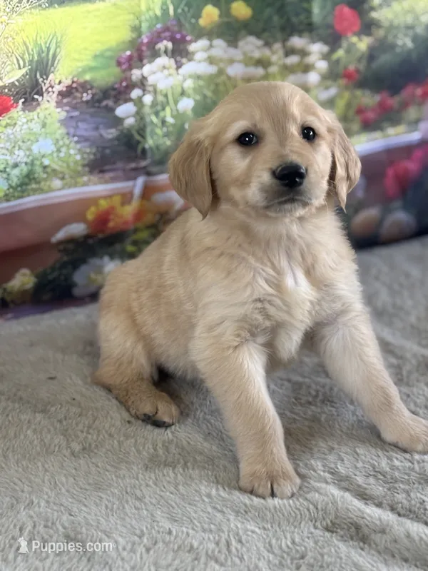 Pheonix – Golden Retriever puppy for sale in Grabill, IN