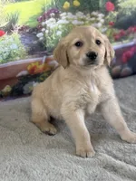 Pheonix, a male Golden Retriever for sale in Grabill, IN – 1 of 5