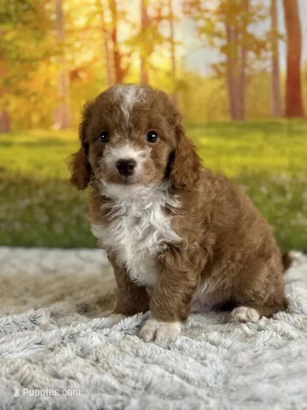 Max – Miniature Goldendoodle puppy for sale in Grabill, IN