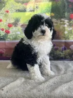 Bronco, a male Miniature Bernedoodle for sale in Grabill, IN – 4 of 6