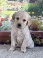 Paul, a male Golden Retriever for sale in Grabill, IN – 4 of 6