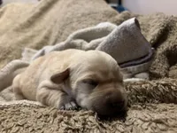 Hope, a female Labrador Retriever for sale in Big Lake, MN – 1 of 4