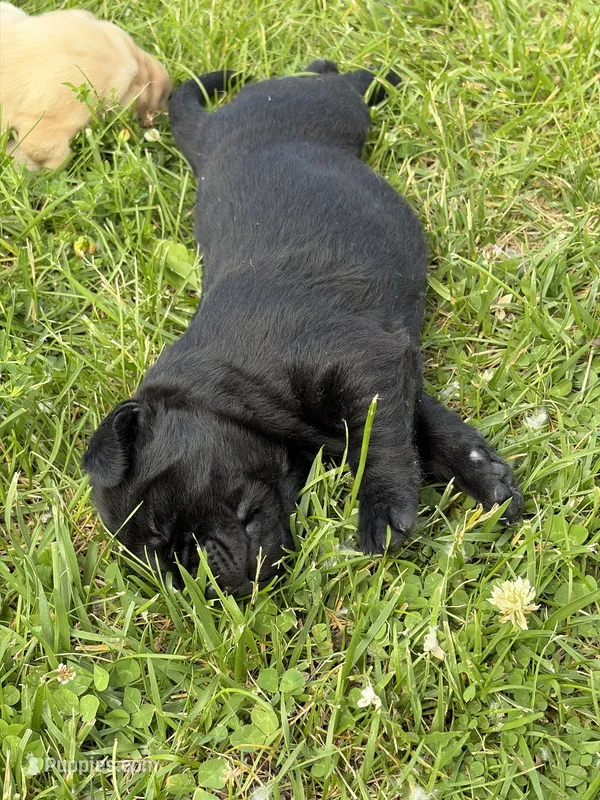Faith – Labrador Retriever puppy for sale in Big Lake, MN
