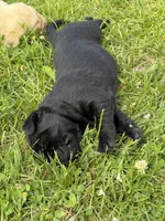 Faith, a female Labrador Retriever for sale in Big Lake, MN – 1 of 5