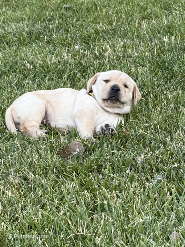 Hope – Labrador Retriever puppy on hold in Big Lake, MN