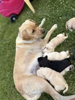 Faith, a female Labrador Retriever for sale in Big Lake, MN – 3 of 5