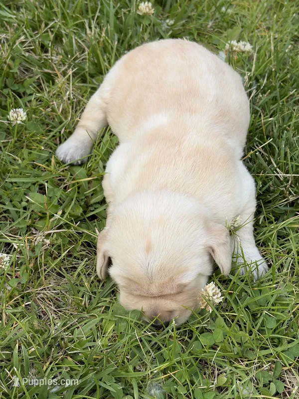 Hope – Labrador Retriever puppy for sale in Big Lake, MN