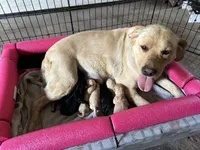 Hope, a female Labrador Retriever for sale in Big Lake, MN – 3 of 4