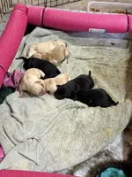 Hope, a female Labrador Retriever for sale in Big Lake, MN – 4 of 4