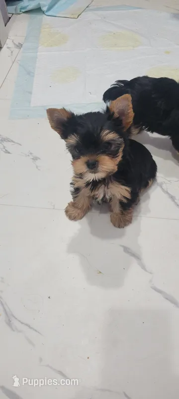 Peaty – Yorkshire Terrier puppy for sale in Chickasha, OK