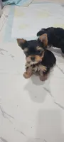 Peaty, a male Yorkshire Terrier for sale in Chickasha, OK – 1 of 4