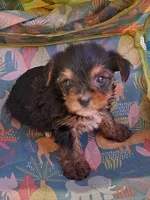 Charlie, a male Yorkshire Terrier for sale in Chickasha, OK – 2 of 5