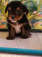 Charlie, a male Yorkshire Terrier for sale in Chickasha, OK – 3 of 5