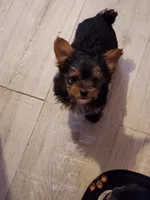 Peaty, a male Yorkshire Terrier for sale in Chickasha, OK – 4 of 4