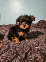 Grace, a female Yorkshire Terrier for sale in Chickasha, OK – 2 of 3