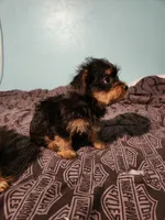 Grace, a female Yorkshire Terrier for sale in Chickasha, OK – 3 of 3