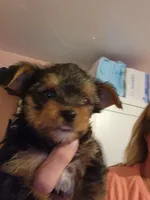 Charlie, a male Yorkshire Terrier for sale in Chickasha, OK – 1 of 5