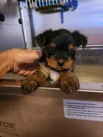 Charlie, a male Yorkshire Terrier for sale in Chickasha, OK – 4 of 5