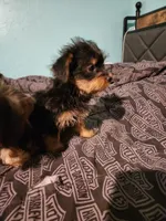 Grace, a female Yorkshire Terrier for sale in Chickasha, OK – 1 of 3