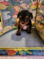 Charlie, a male Yorkshire Terrier for sale in Chickasha, OK – 5 of 5
