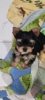 Peaty, a male Yorkshire Terrier for sale in Chickasha, OK – 3 of 4