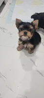 Peaty, a male Yorkshire Terrier for sale in Chickasha, OK – 2 of 4
