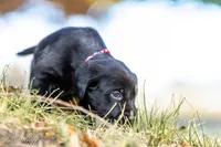 Red Girl , a female Goldador for sale in Albany, OR – 2 of 4