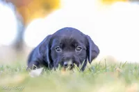 Teal Boy, a male Goldador for sale in Albany, OR – 4 of 5