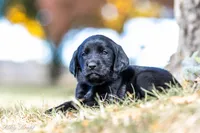 Teal Dot Girl, a female Goldador for sale in Albany, OR – 2 of 4