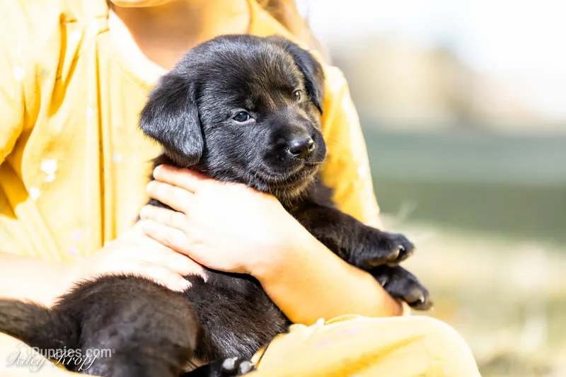 Pink Girl – Goldador puppy for sale in Albany, OR