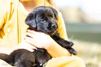 Pink Girl, a female Goldador for sale in Albany, OR – 1 of 4