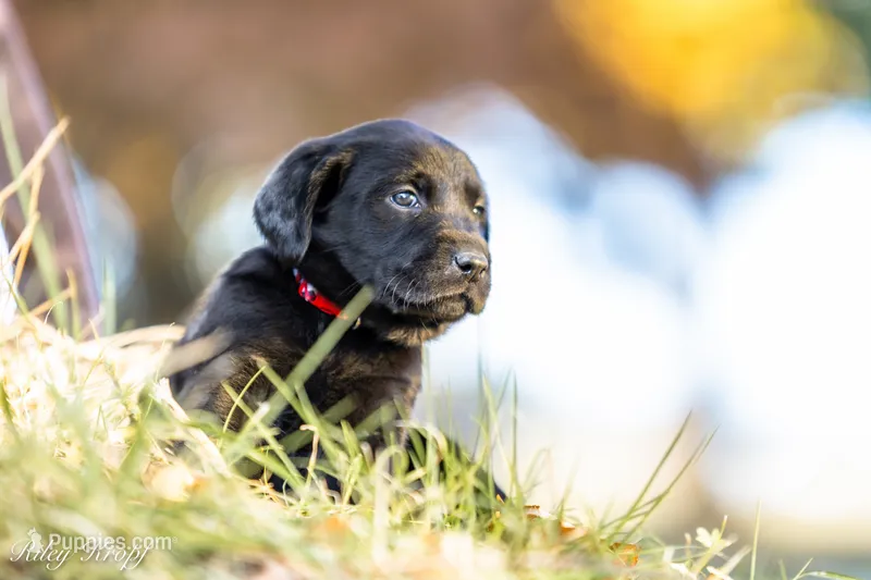 Red Plaid Girl – Goldador puppy for sale in Albany, OR